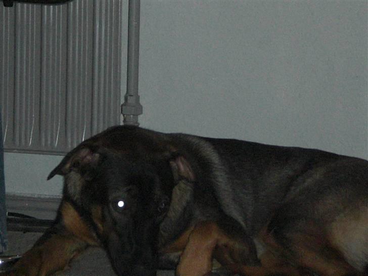 Blanding af racer Emma billede 17