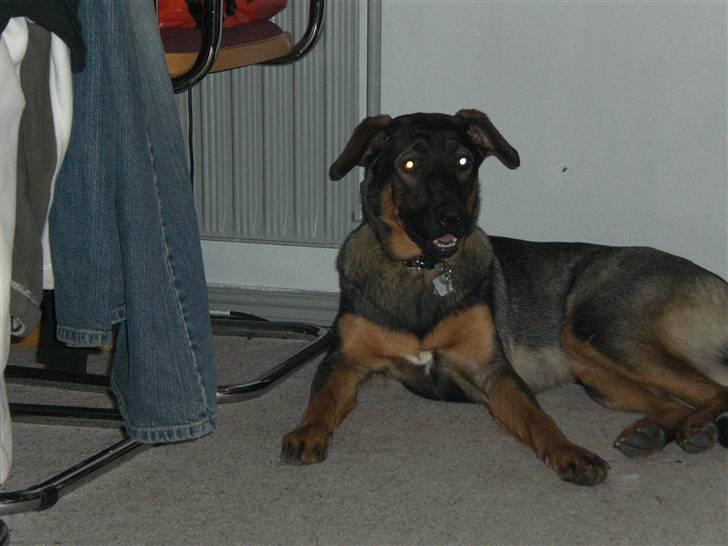 Blanding af racer Emma billede 18