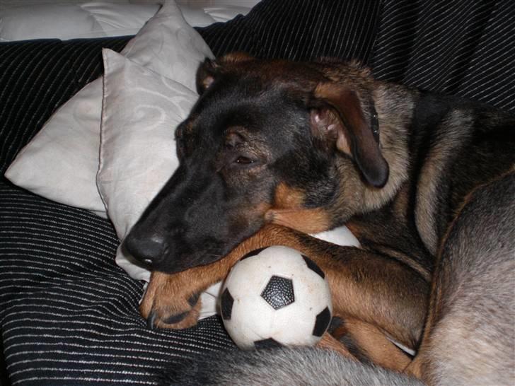 Blanding af racer Emma billede 19