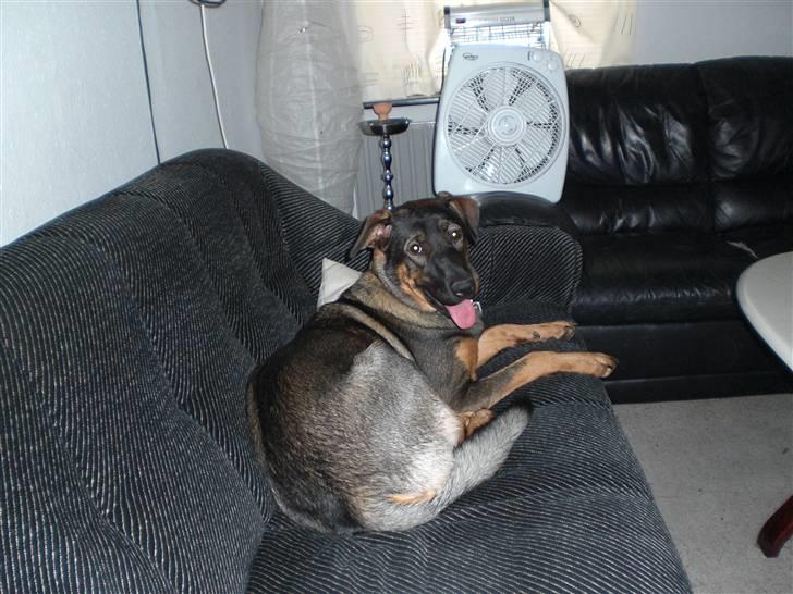 Blanding af racer Emma billede 20