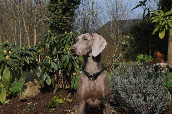 Weimaraner Molly - Velkommen til smukke Mollys profil. billede 1