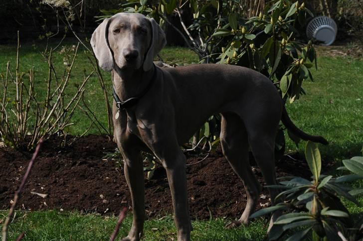 Weimaraner Molly - Smukke hund :) billede 2