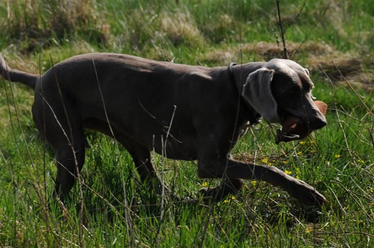 Weimaraner Molly - Ude og træne. billede 3