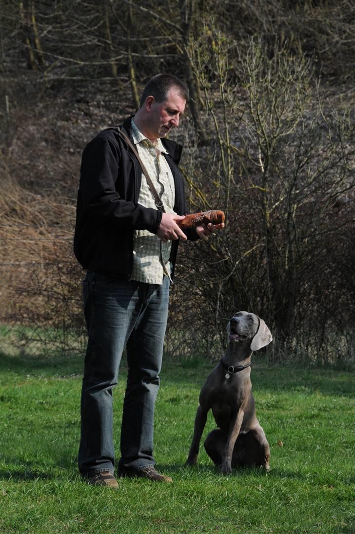 Weimaraner Molly - Træning med dummy. billede 4