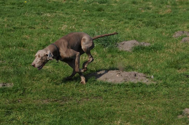 Weimaraner Molly - Fuld fart fremad. billede 5