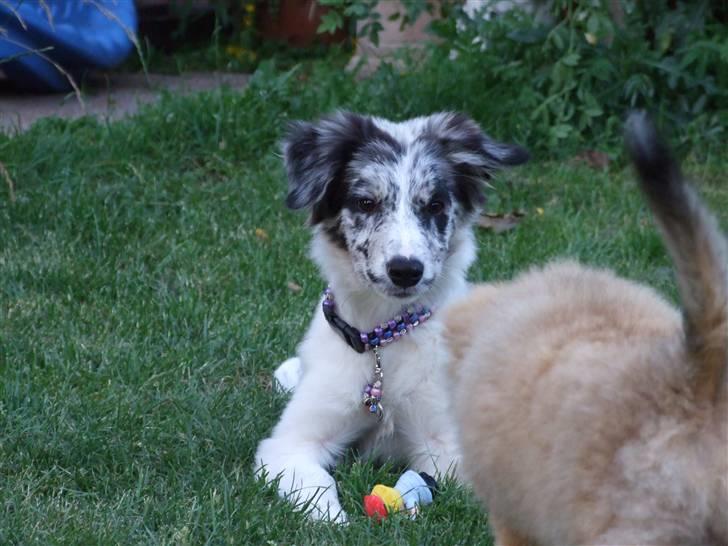 Border collie All Star Choice billede 13