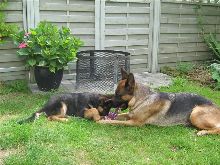 Schæferhund Akacias Baily/Samba R.I.P. 17.dec 11.(himmelhunnd) - Samba leger med en af sine hvalpe Lima 16 uger gammel. billede 12