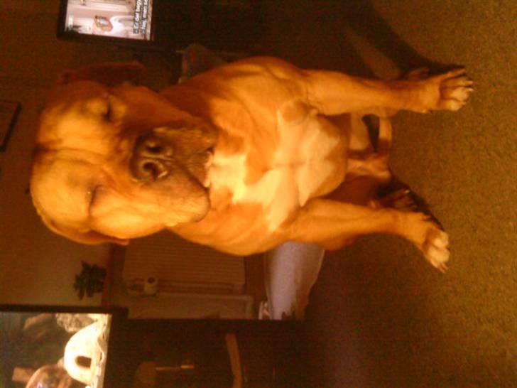 Blanding af racer Felix. .  - Tror faktisk at han sover her :-D billede 4