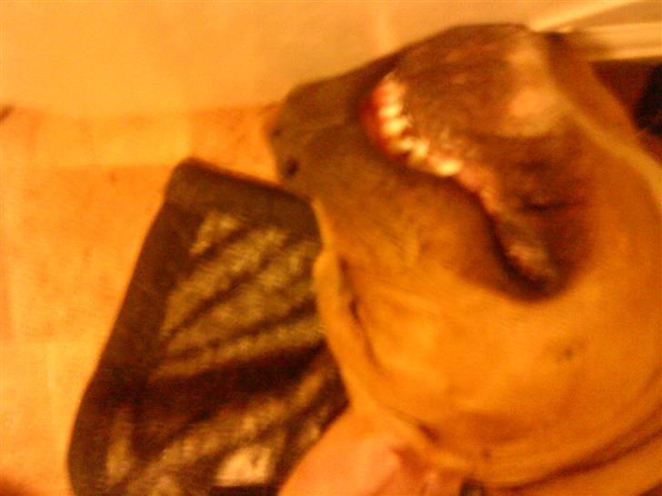 Blanding af racer Felix. .  - Mega grineren drøm jeg har ;-) billede 5