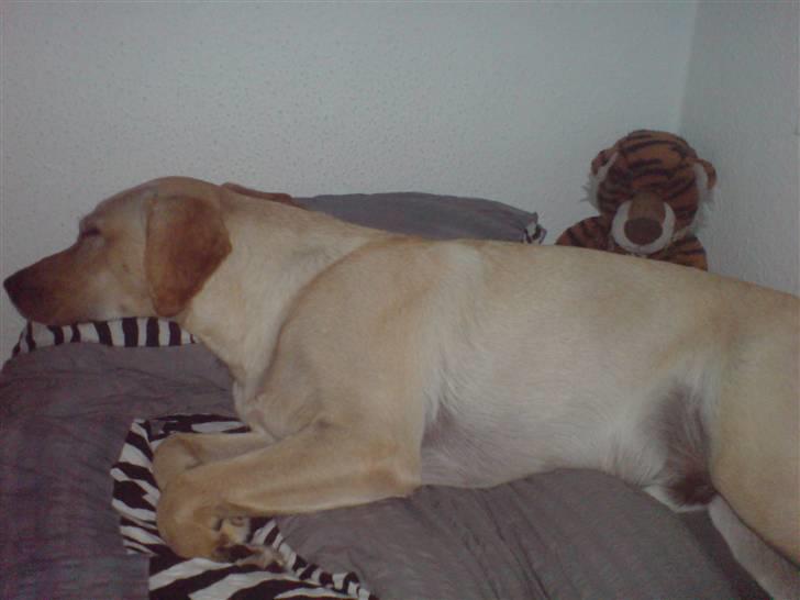 Labrador retriever Woody - Man ligger så dejligt i hende den sødes seng (: ! billede 7
