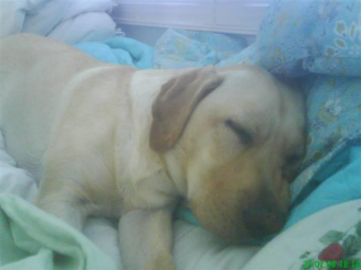 Labrador retriever Woody - Mmmh, dejlig lur! billede 8