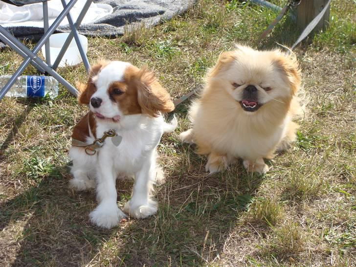 Cavalier king charles spaniel Lulu - Lulu og Gizmo venter på at komme i ringen, på DDH udstilling. billede 9