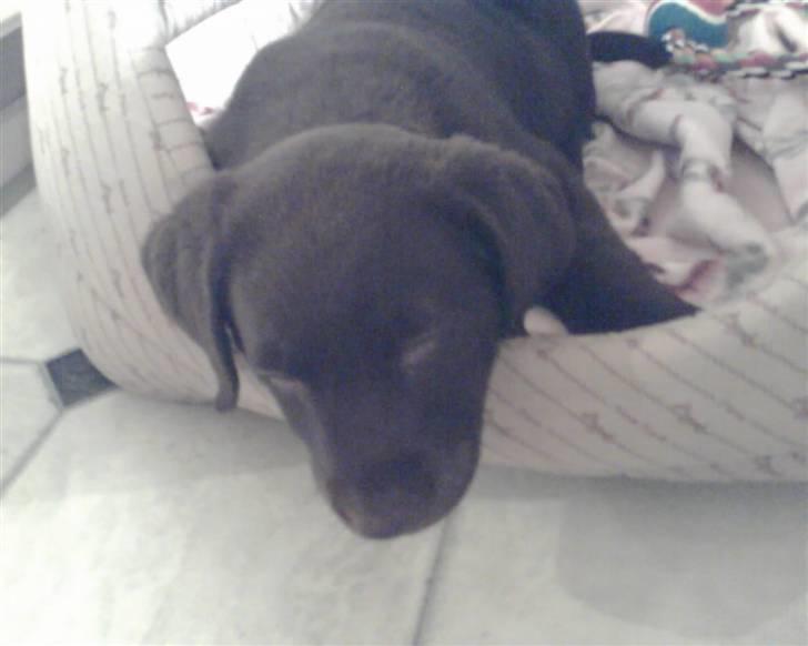 Labrador retriever Buller - >> ´ Buller <3  billede 6