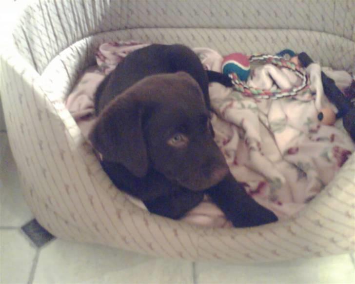 Labrador retriever Buller - >>´ Savner dig <3  billede 7