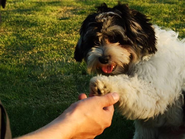 Løwchen Louie billede 6