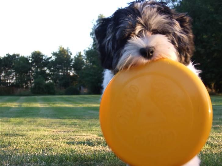 Løwchen Louie billede 7