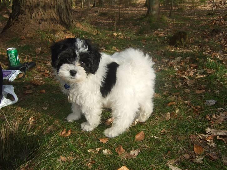 Løwchen Louie billede 8