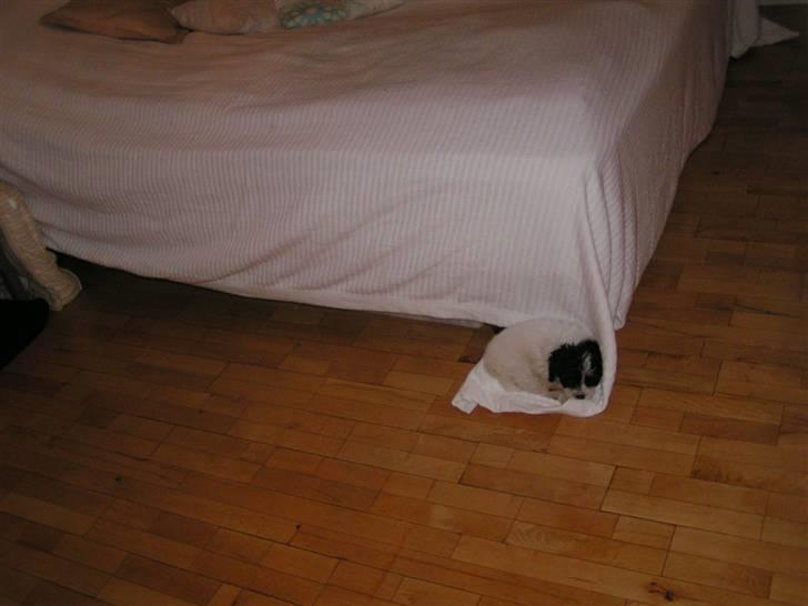 Løwchen Louie billede 9