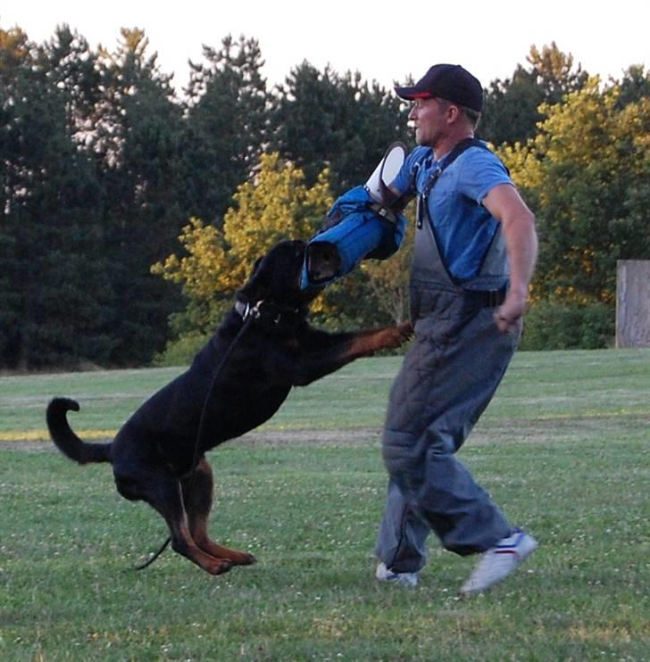 Rottweiler Heitah's Miro billede 19