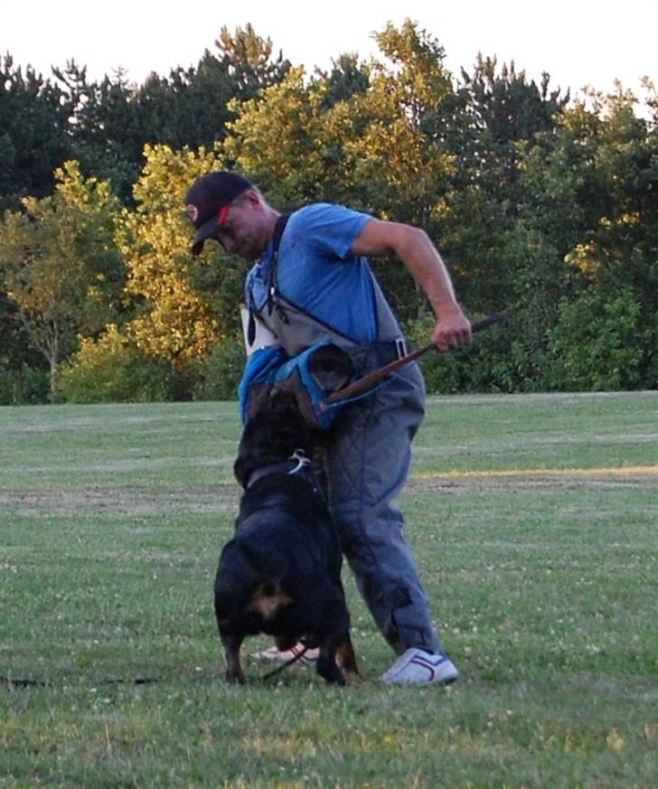 Rottweiler Heitah's Miro billede 20