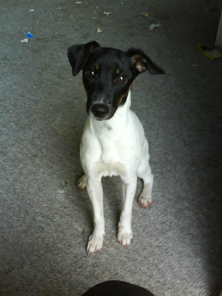 Dansk svensk gaardhund Shiwa billede 6