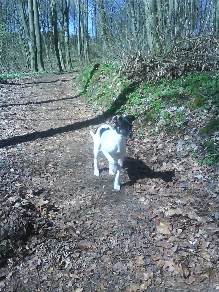 Dansk svensk gaardhund Shiwa billede 7