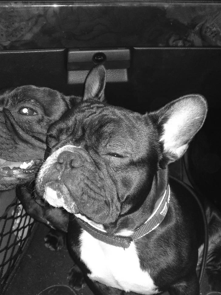 Fransk bulldog Gizmo billede 1