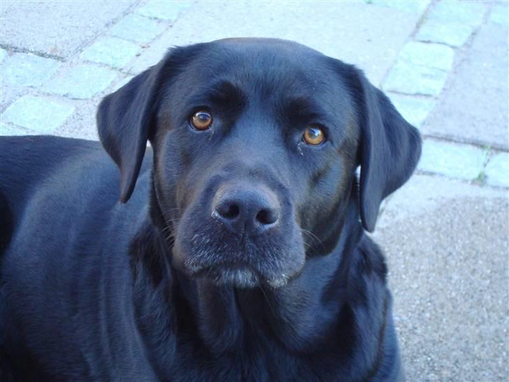 Labrador retriever Tanja - Sagde du hundekiks?? billede 15