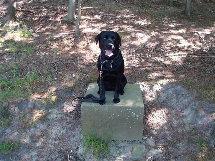 Labrador retriever Tanja - Statuen Tanja billede 16