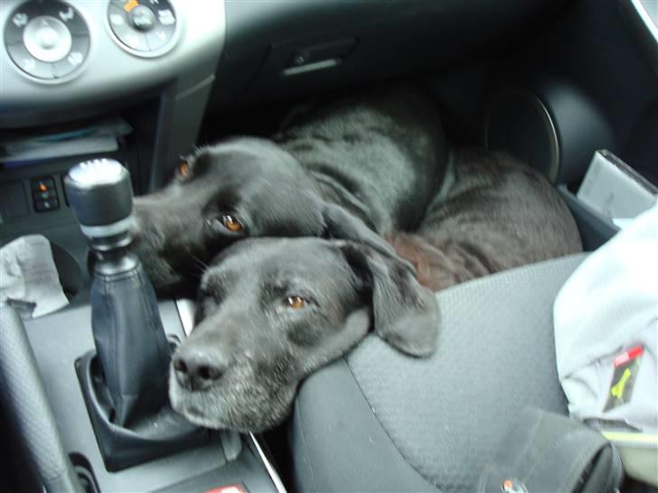 Labrador retriever Tanja - Vi kan lige ligge her begge to - bare man er med.... billede 17