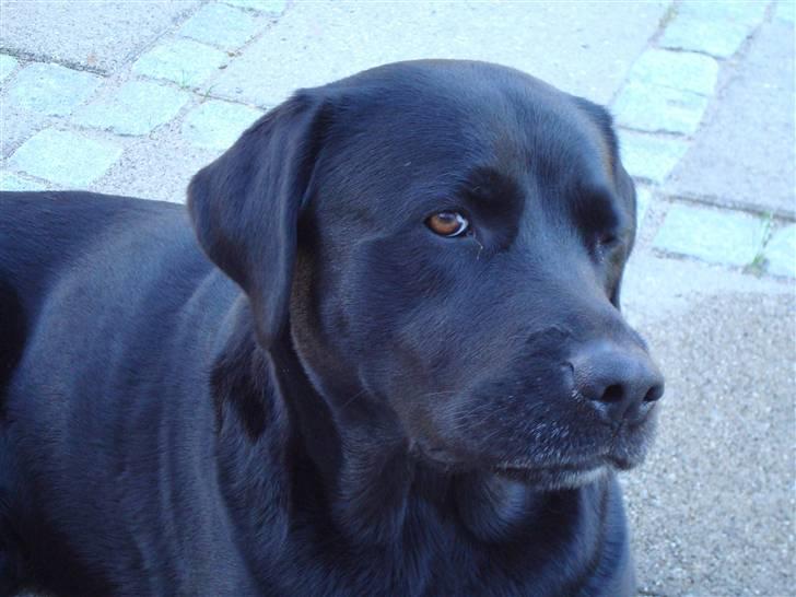Labrador retriever Tanja - I´m watching you !!!! billede 18