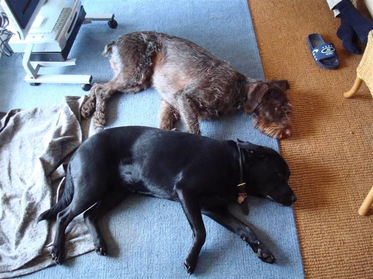 Labrador retriever Tanja - Var en uge på ferie på Langekland sammen med Buller billede 20