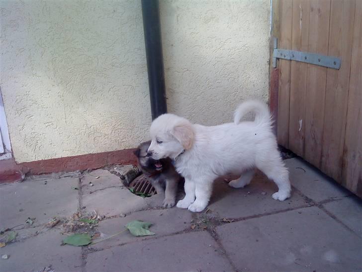 Blanding af racer Inzo <3 - Gå nu væk du driller hele tiden ... billede 1