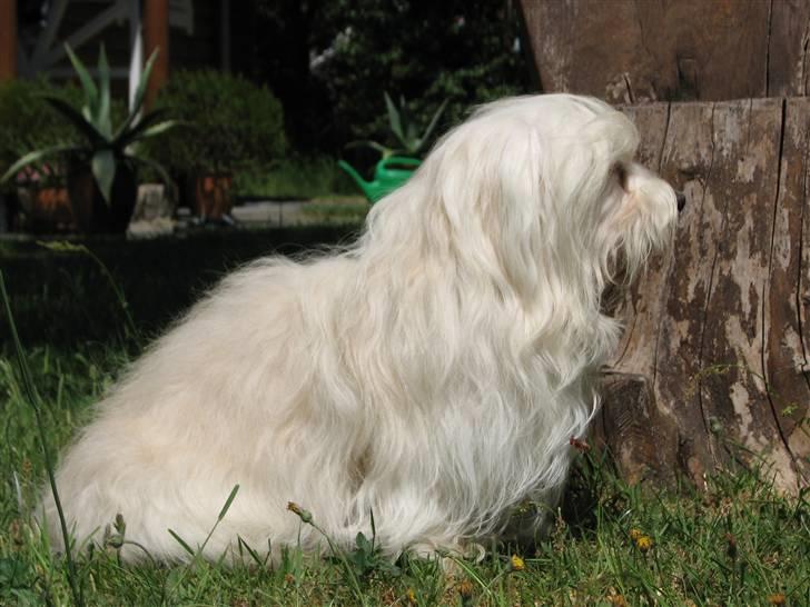 Bichon havanais Bubber - Jeg er ligeglad lige nu....gider ikke få taget flere billeder nu, far billede 18