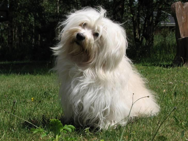 Bichon havanais Bubber - Charme selvtillid og lækkert hår.... billede 19