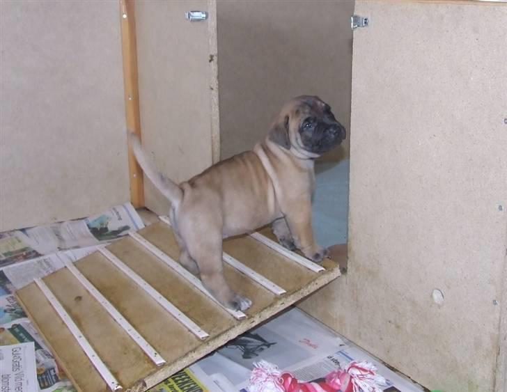 Boerboel Akua Alba billede 7