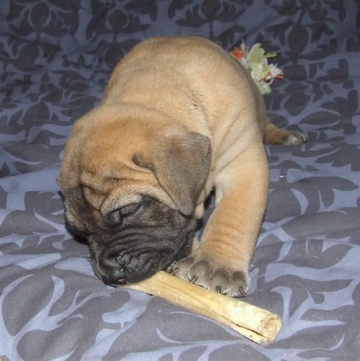 Boerboel Akua Alba billede 8