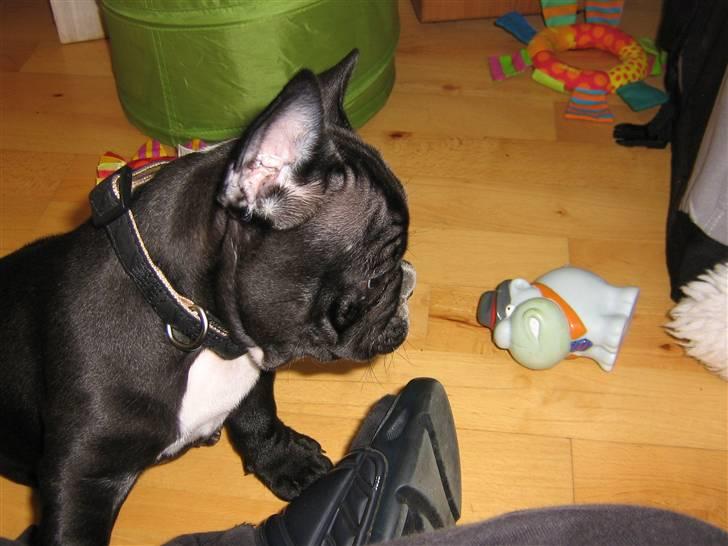 Fransk bulldog Gizmo - 08.08.08 billede 2