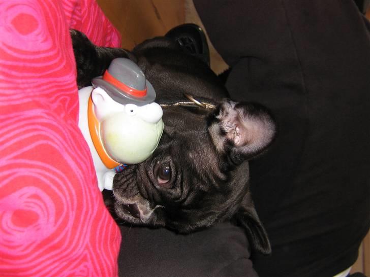 Fransk bulldog Gizmo - d. 08.08.08 billede 3