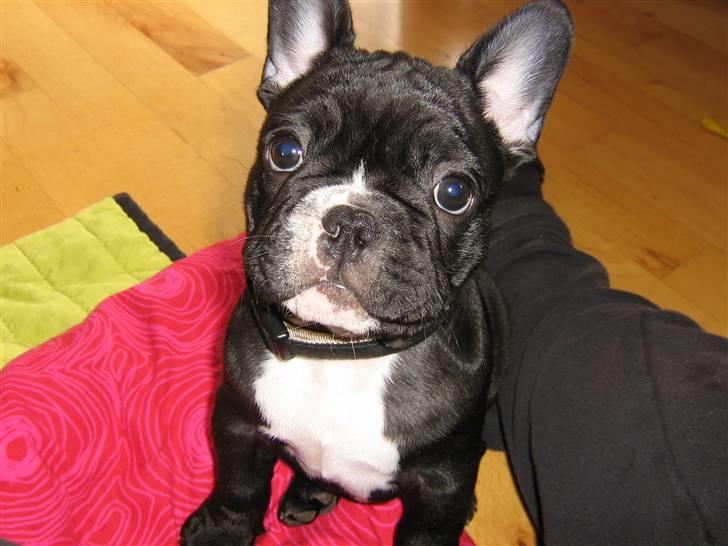 Fransk bulldog Gizmo - d. 08.08.08 billede 4