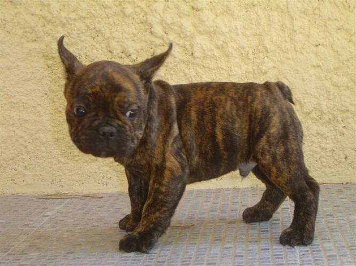 Fransk bulldog Phister - Lille og forsigtig billede 1