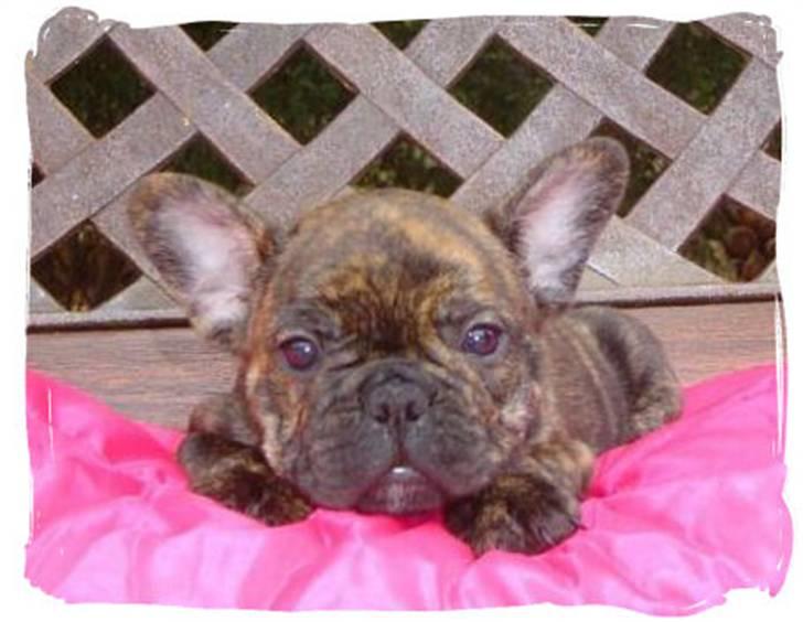 Fransk bulldog Phister - Er der nogen der er dejligere! billede 2