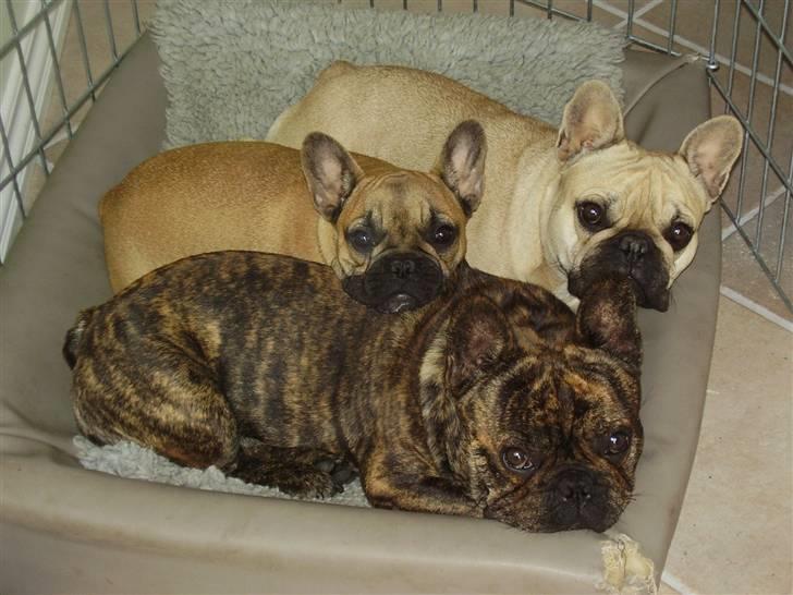 Fransk bulldog Phister - Forrest Phister, så Anna og til sidst Gigi billede 3
