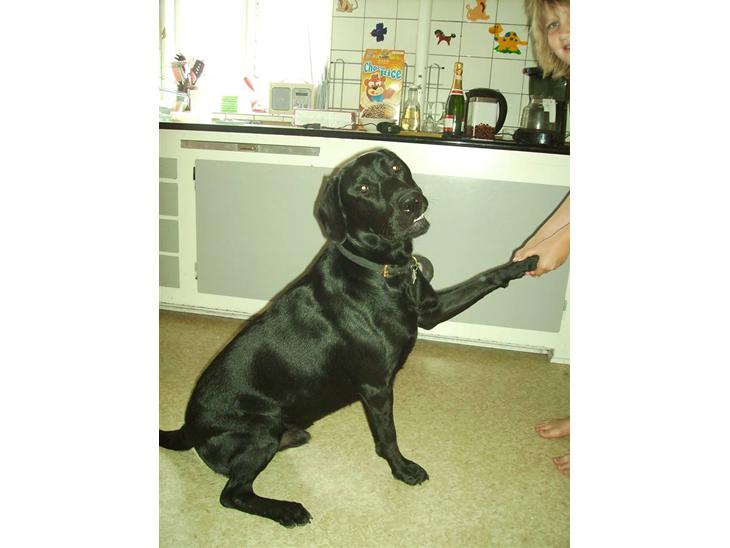 {{currentPhoto.altText}} billede {{currentPhoto.number}}