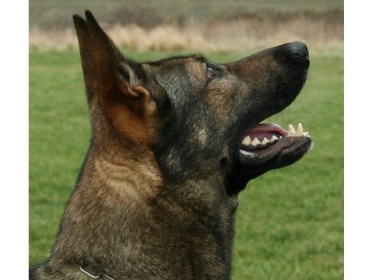 {{currentPhoto.altText}} billede {{currentPhoto.number}}