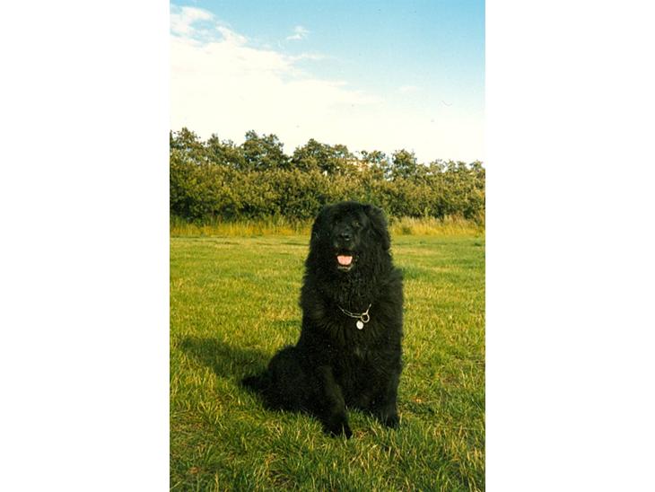 {{currentPhoto.altText}} billede {{currentPhoto.number}}