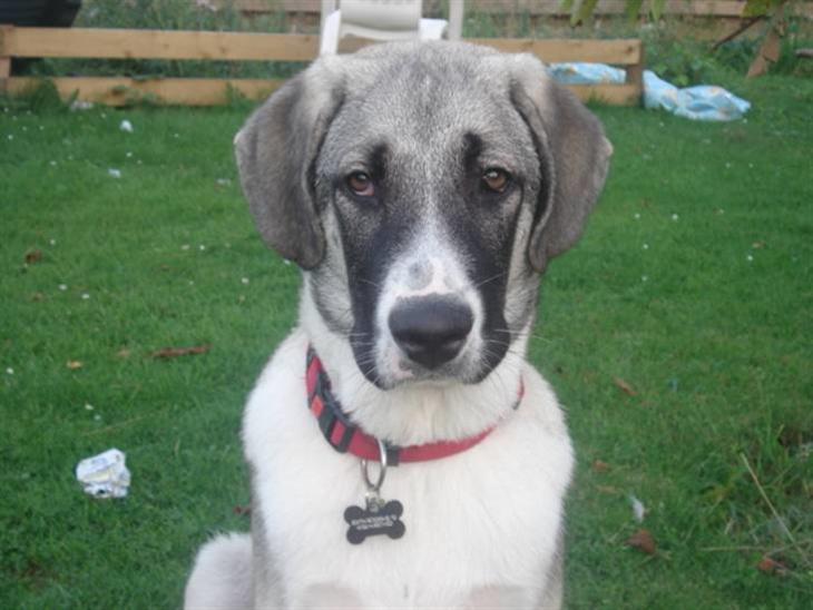 {{currentPhoto.altText}} billede {{currentPhoto.number}}