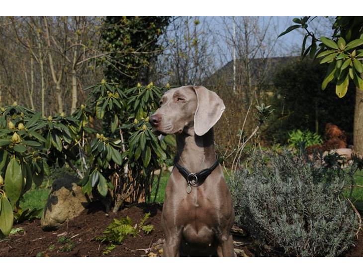 Weimaraner Molly - Velkommen til smukke Mollys profil. billede 1
