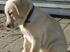 Labrador retriever Vaks