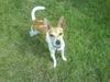 Blanding af racer Siff - Min Fars [Tidl. hund]